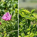 380-harboore-bethaniavej-9 Semesterbostad